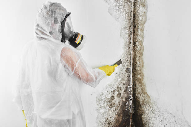 Best Post-Remediation Services in Warroad, MN