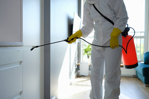 Best Health and Safety Mold Remediation in Warroad, MN