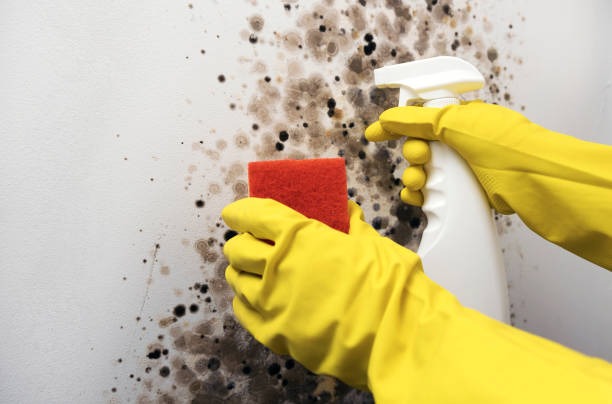 Best Insurance-Related Mold Remediation in Warroad, MN