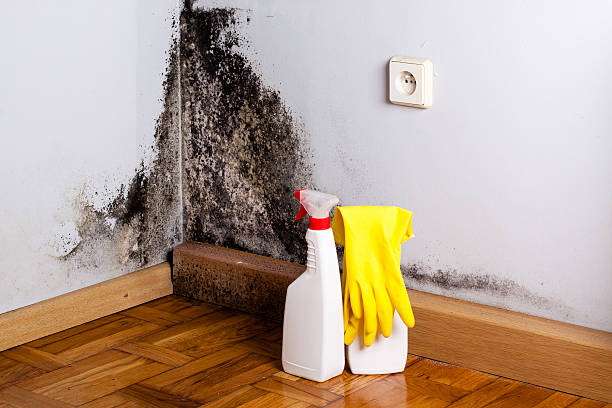 Best Residential Mold Remediation in Warroad, MN