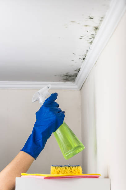 Warroad, MN Mold Remediation Company